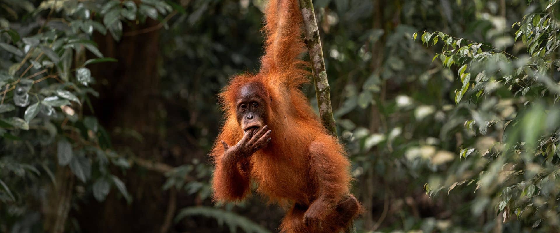 Sumatran orangutan in the rainforest of Bukit Lawang