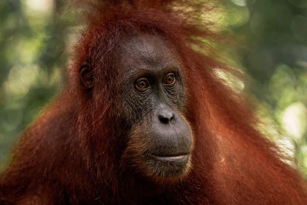 Sumatran orangutan in Gunung Leuser National Park