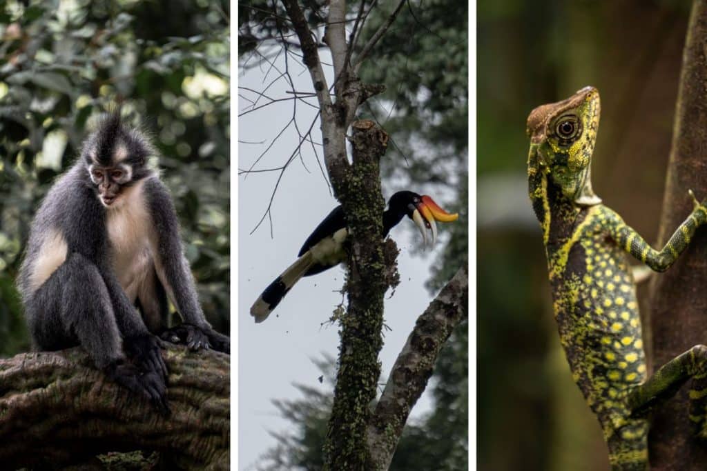 Wildlife of Gunung Leuser National Park including monkeys and hornbills