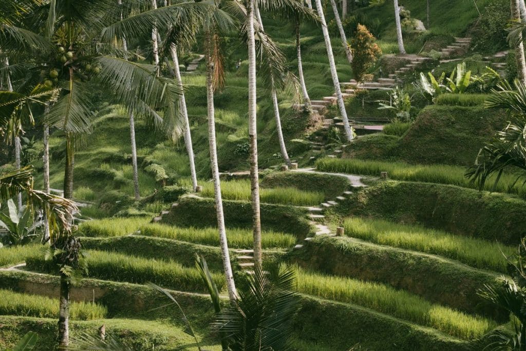 Narrow walking path through the Tegallalang rice terraces