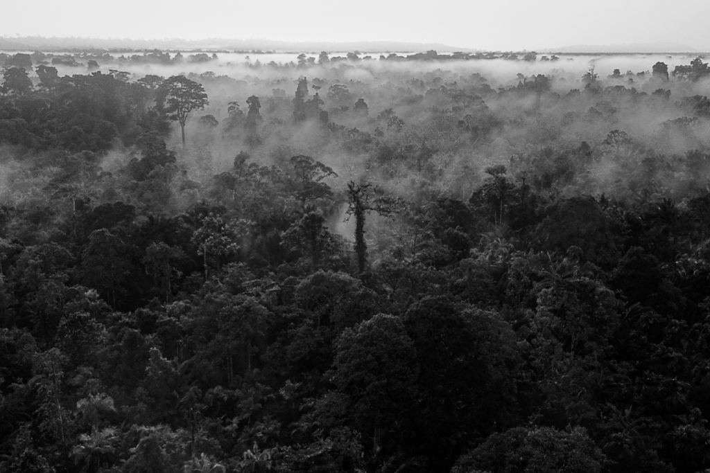 An aerial view of dense tropical rainforest covered in morning mist in Sumatra, Indonesia.