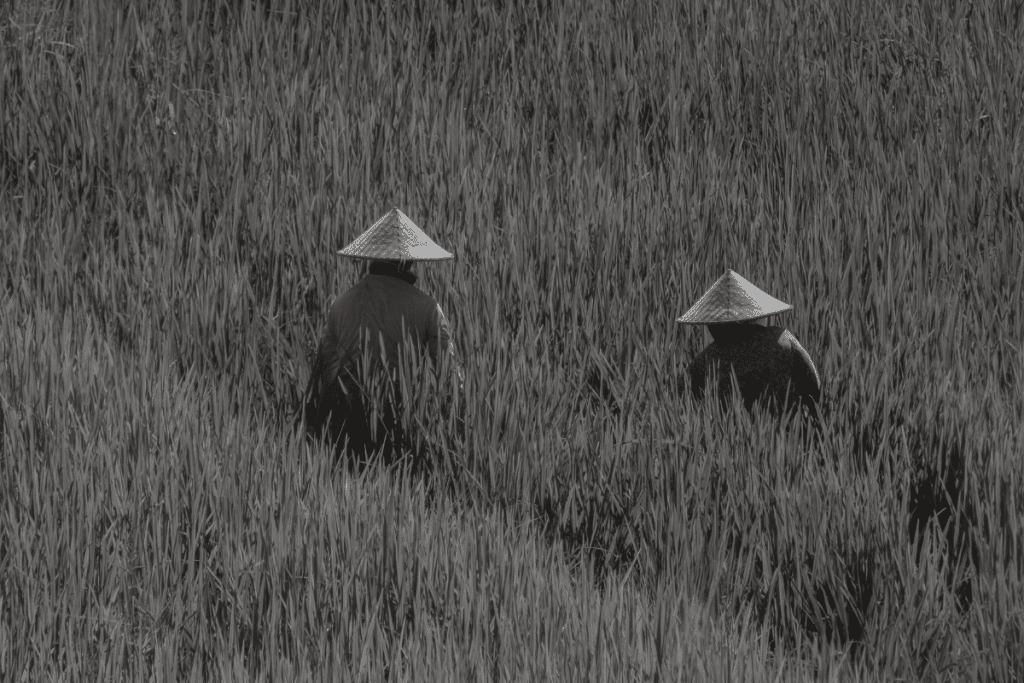 Two rice field workers wearing conical hats working among the rice plants in Jatiluwih, Bali.