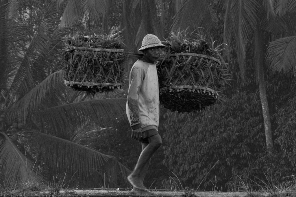 A Balinese worker carrying baskets of harvested crops through a tropical village in Ubud, Bali.