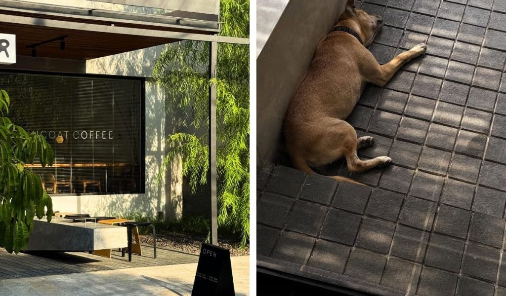 Dog laying down at Raincoat café in Kerobokan