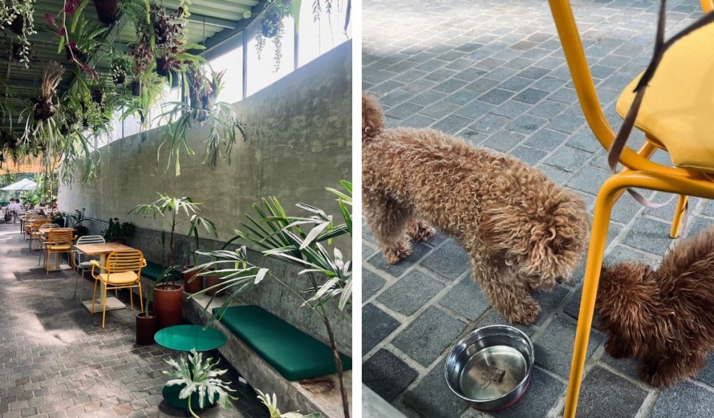 Dogs playing in a jungle-style seating area at Reina Jungla café