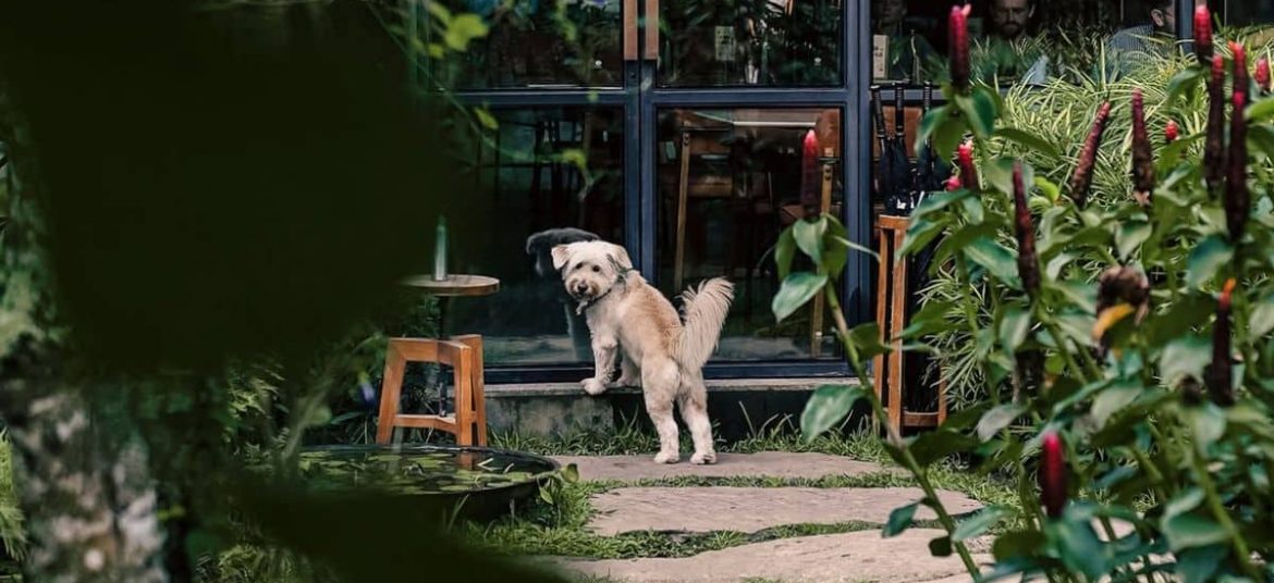 Dog waiting patiently in front of a glass door at Rüsters café in Ubud