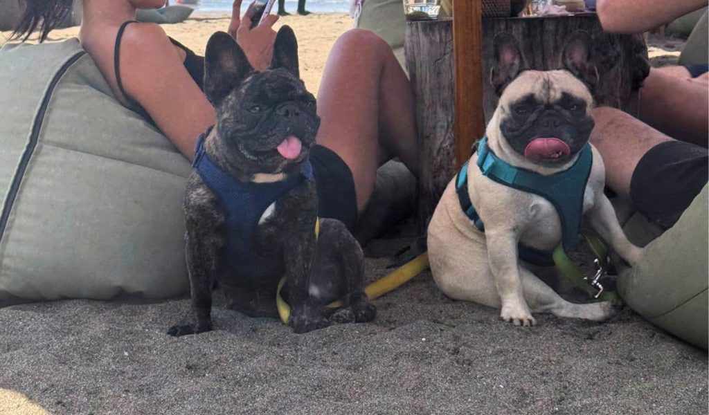 Overhead shot of two dogs lying on the sand at a beach in Bali