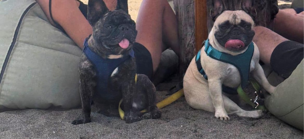 Overhead shot of two dogs lying on the sand at a beach in Bali